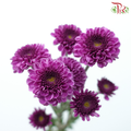Calimero Mini Pom Pom 《卡利梅罗小绒球菊》