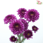 Calimero Mini Pom Pom 《卡利梅罗小绒球菊》