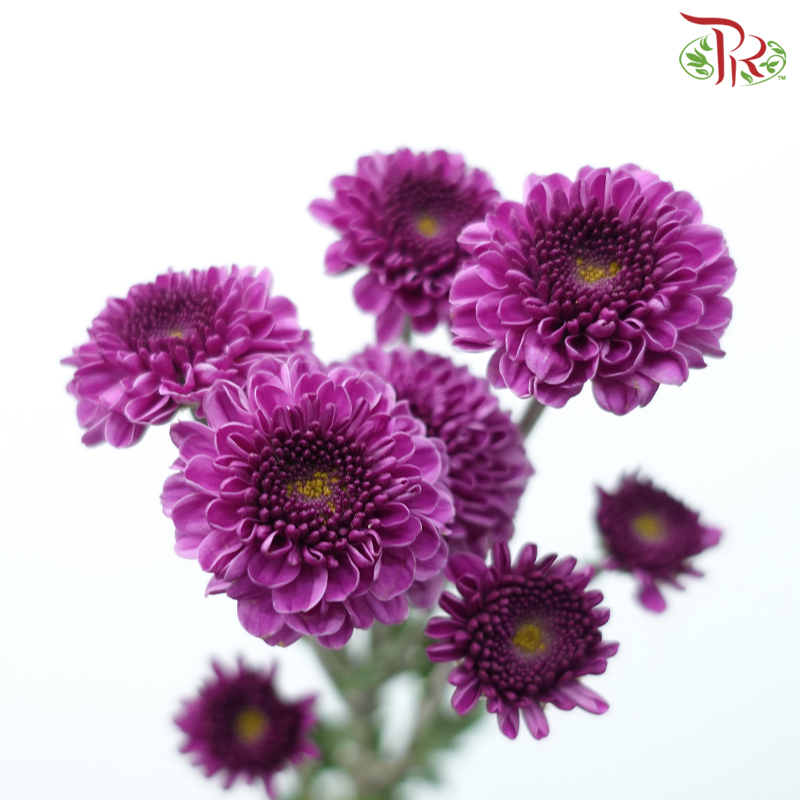 Calimero Mini Pom Pom 《卡利梅罗小绒球菊》