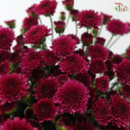 Calimero Mini Chrysanthemum 《卡利梅罗小绒球菊》