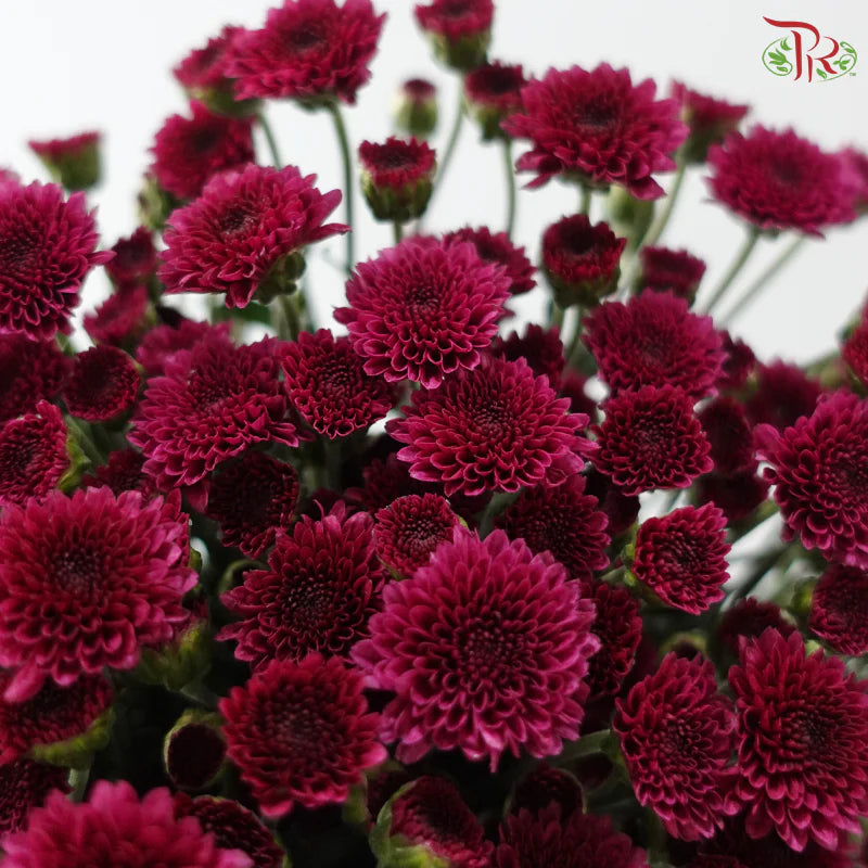 Calimero Mini Chrysanthemum 《卡利梅罗小绒球菊》