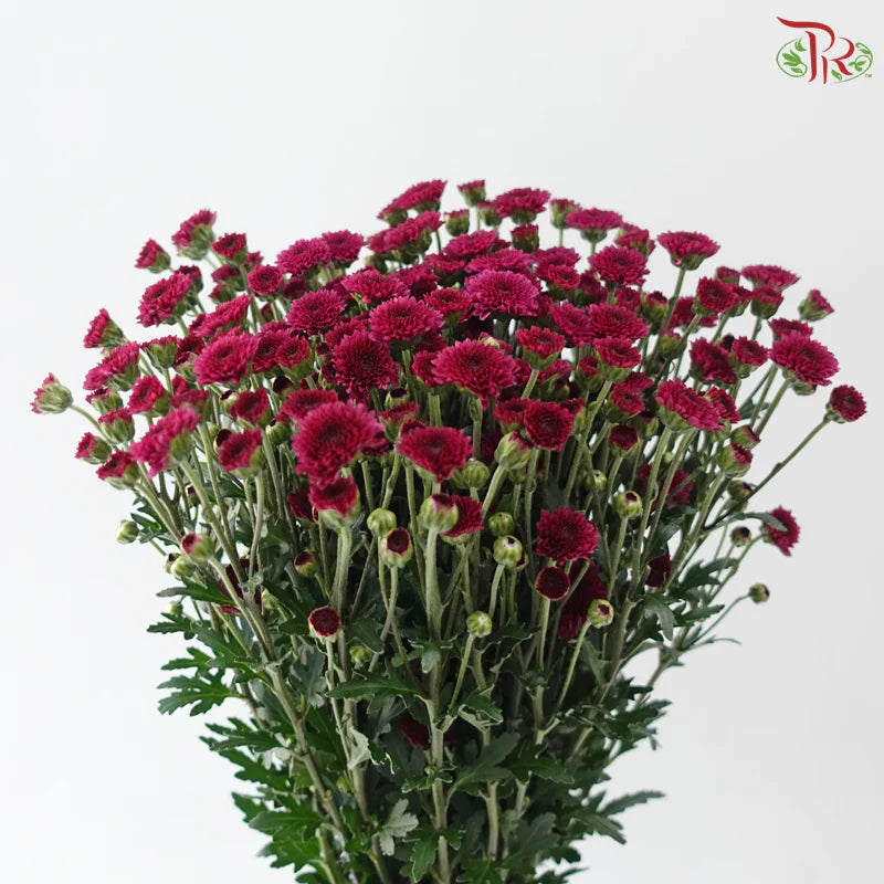 Calimero Mini Chrysanthemum 《卡利梅罗小绒球菊》