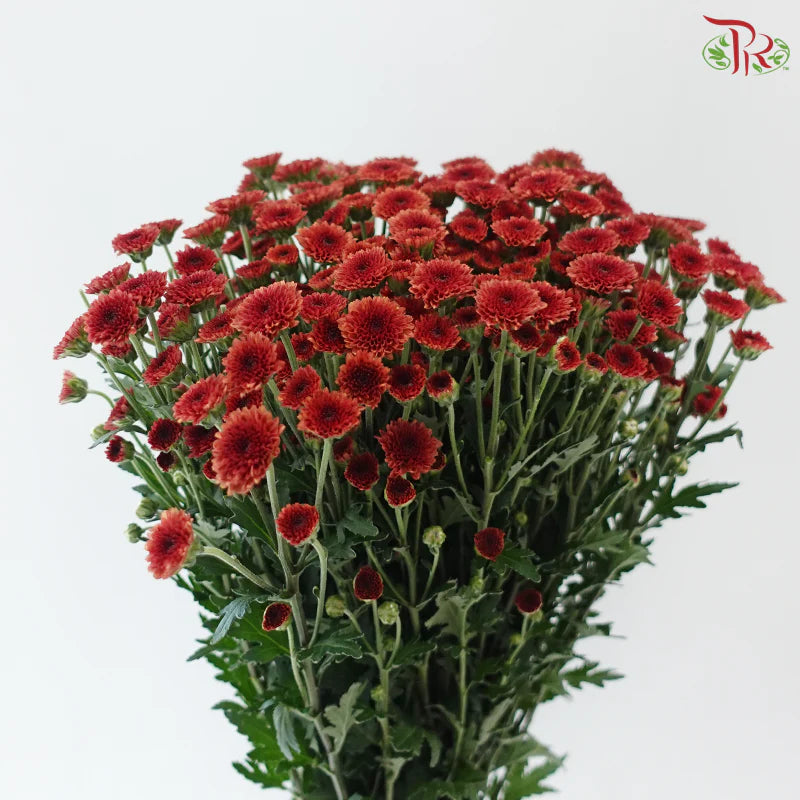 Calimero Mini Chrysanthemum 《卡利梅罗小绒球菊》
