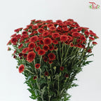 Calimero Mini Chrysanthemum 《卡利梅罗小绒球菊》
