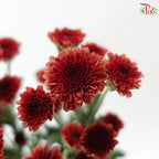 Calimero Mini Chrysanthemum 《卡利梅罗小绒球菊》