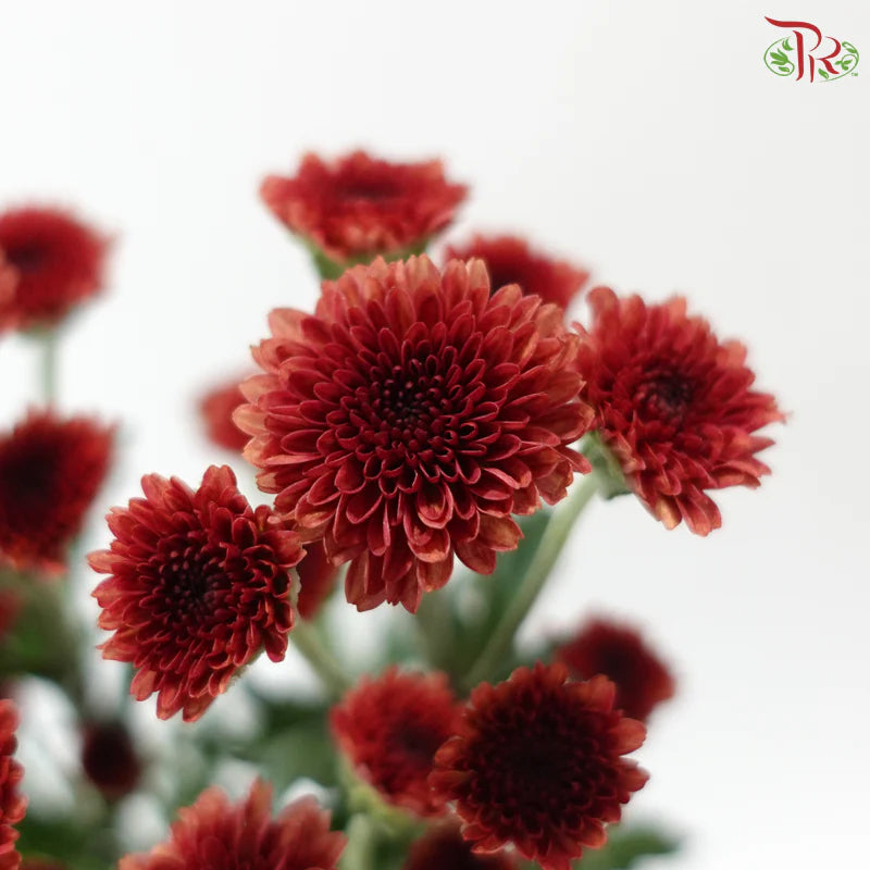 Calimero Mini Chrysanthemum 《卡利梅罗小绒球菊》