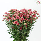 Calimero Mini Chrysanthemum 《卡利梅罗小绒球菊》