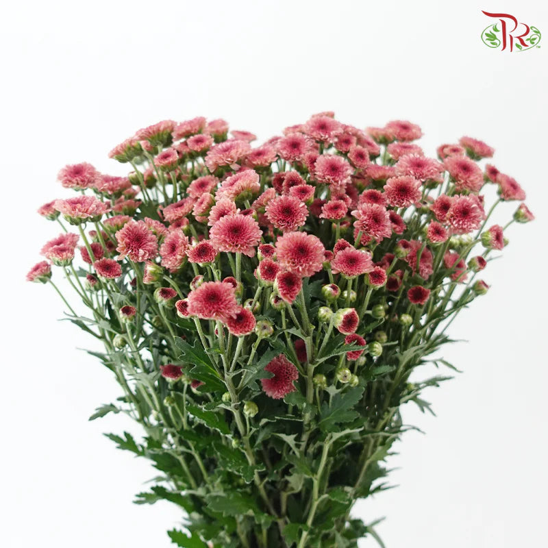 Calimero Mini Chrysanthemum 《卡利梅罗小绒球菊》