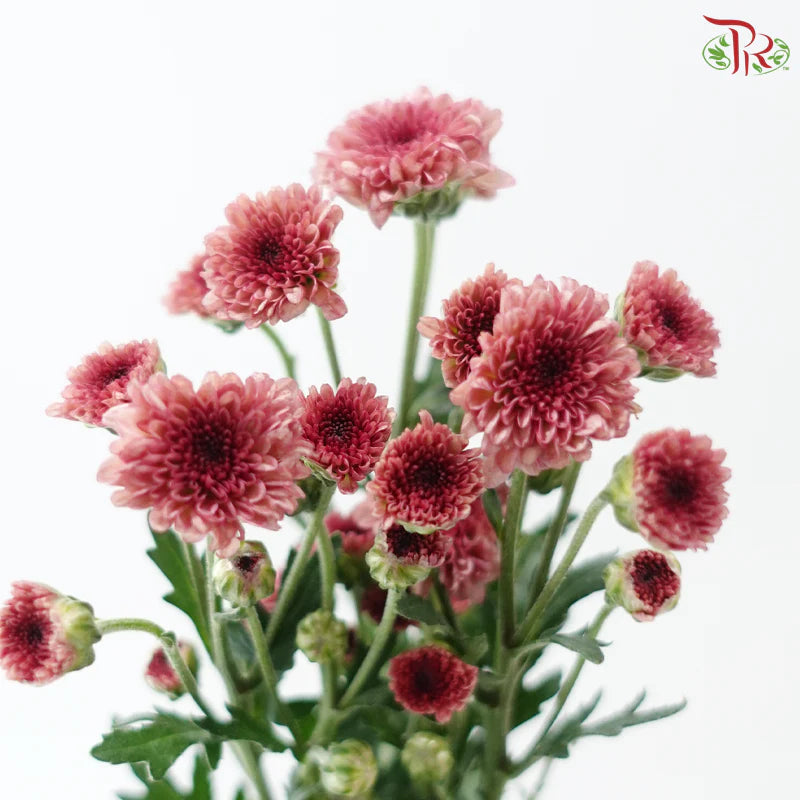 Calimero Mini Chrysanthemum 《卡利梅罗小绒球菊》