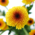 Calimero Mini Pom Pom 《卡利梅罗小绒球菊》