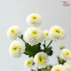 Calimero Mini Chrysanthemum 《卡利梅罗小绒球菊》