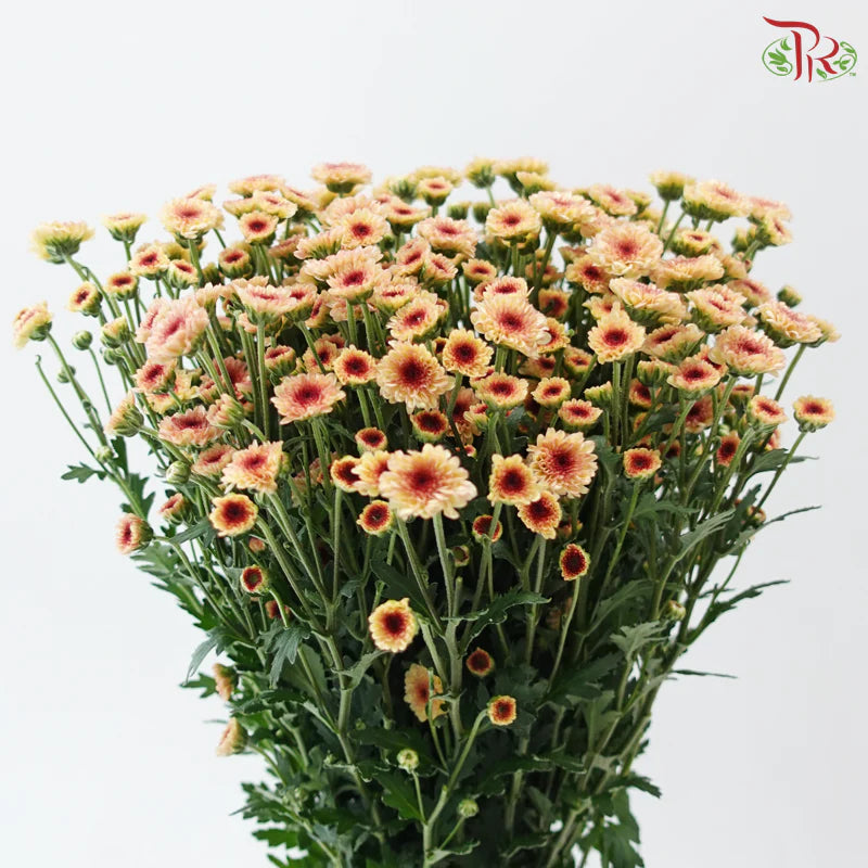 Calimero Mini Chrysanthemum 《卡利梅罗小绒球菊》