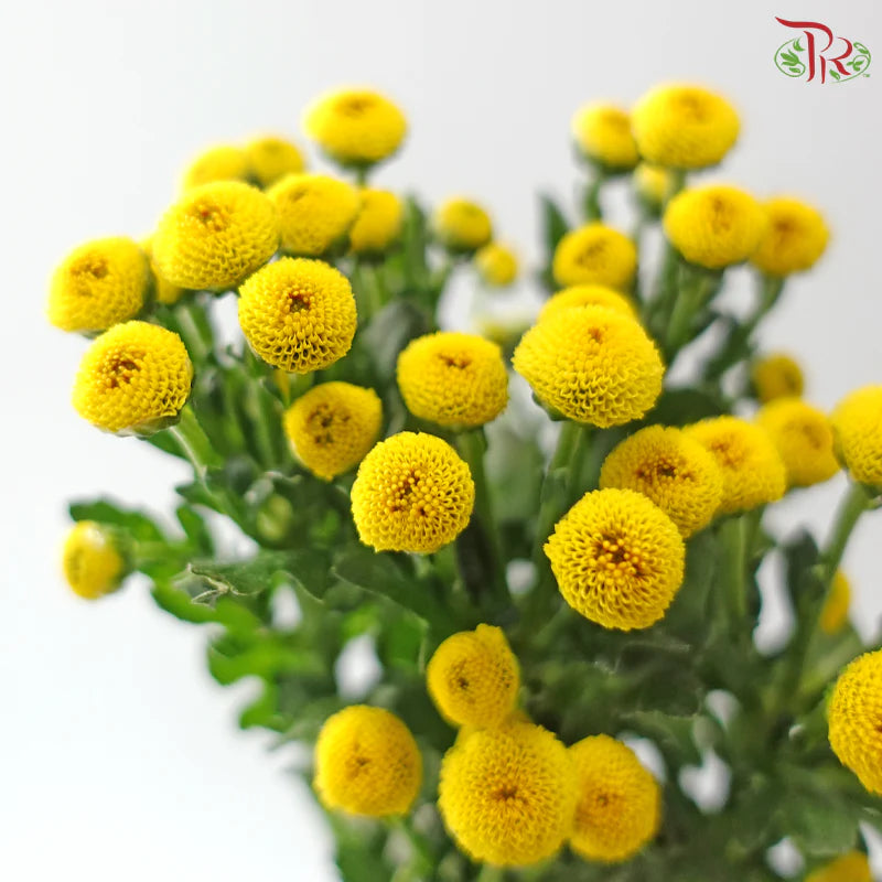 Calimero Mini Chrysanthemum 《卡利梅罗小绒球菊》