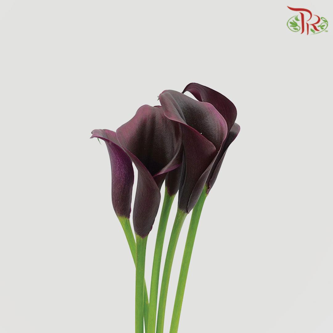 Calla Lily - Dark Purple (5 Stems) - Pudu Ria Florist