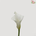 Calla Lily - White (5 Stems) - Pudu Ria Florist