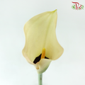 Calla Lily