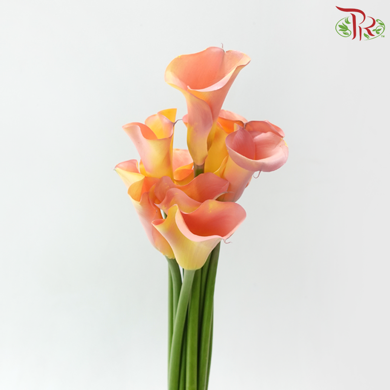 Calla Lily《海芋》