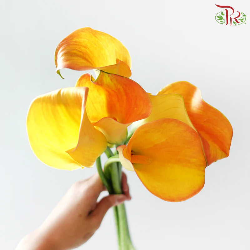 Calla Lily《海芋》