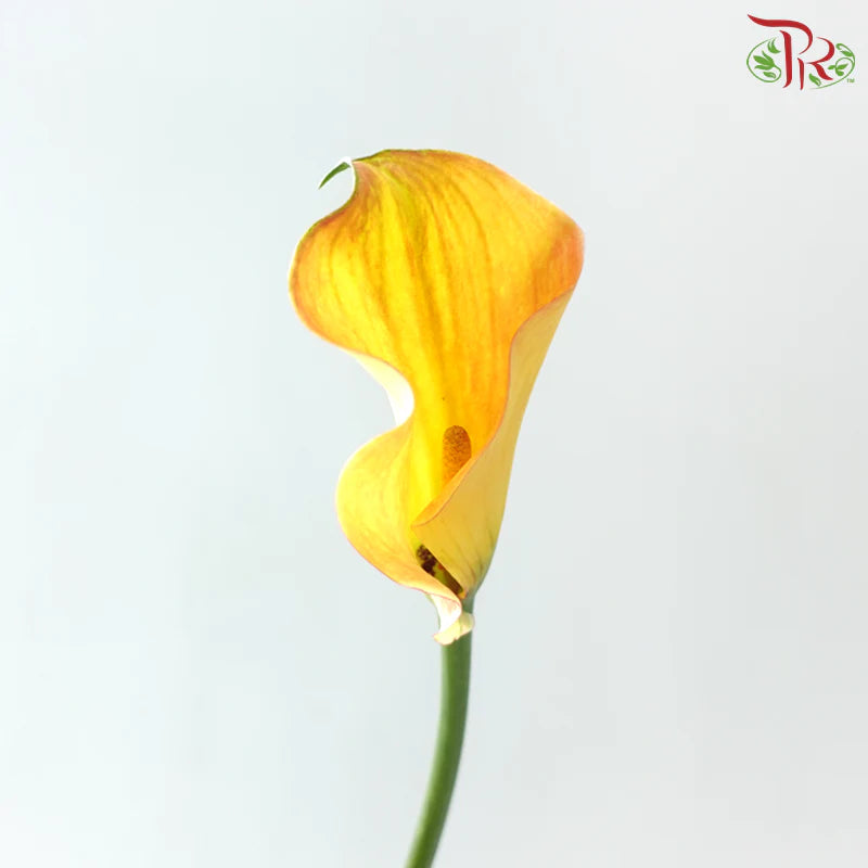 Calla Lily《海芋》