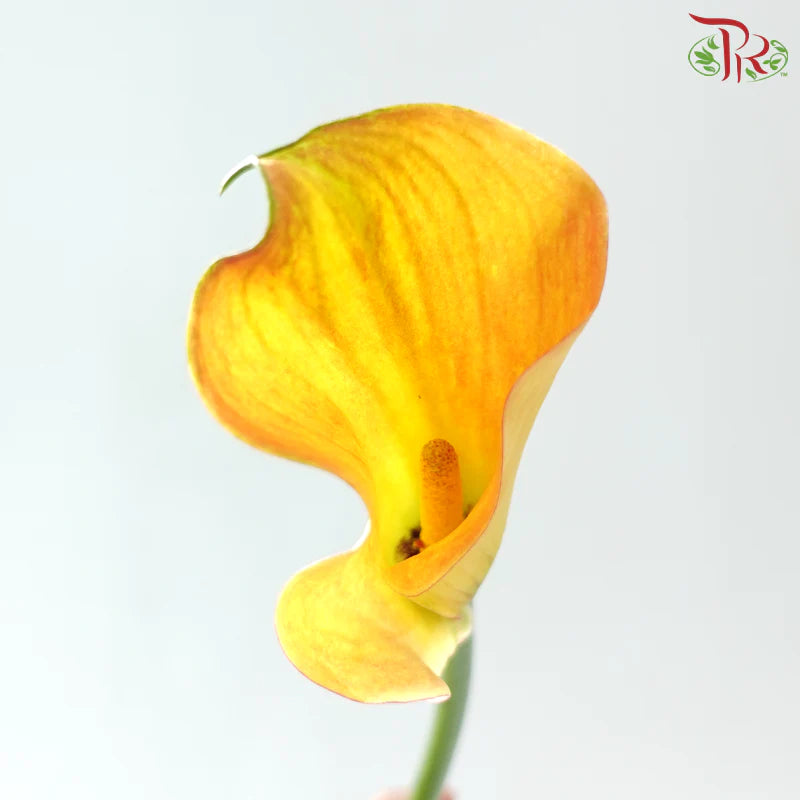 Calla Lily《海芋》