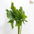 Calla Lily Leaf