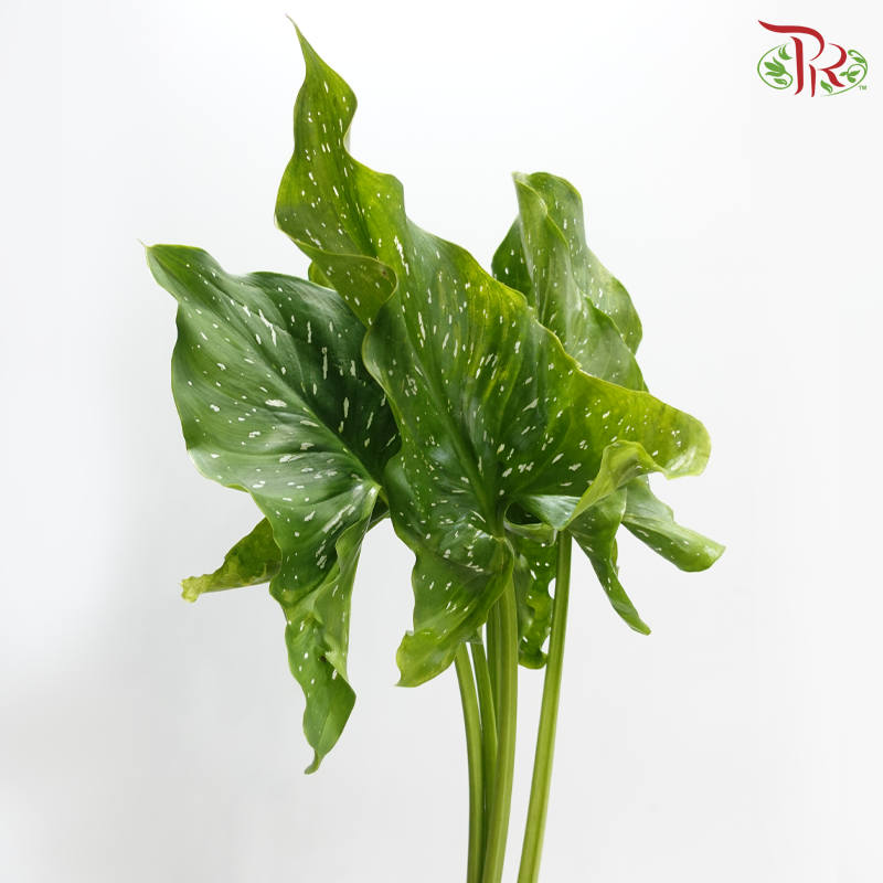 Calla Lily Leaf