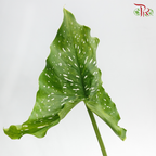 Calla Lily Leaf