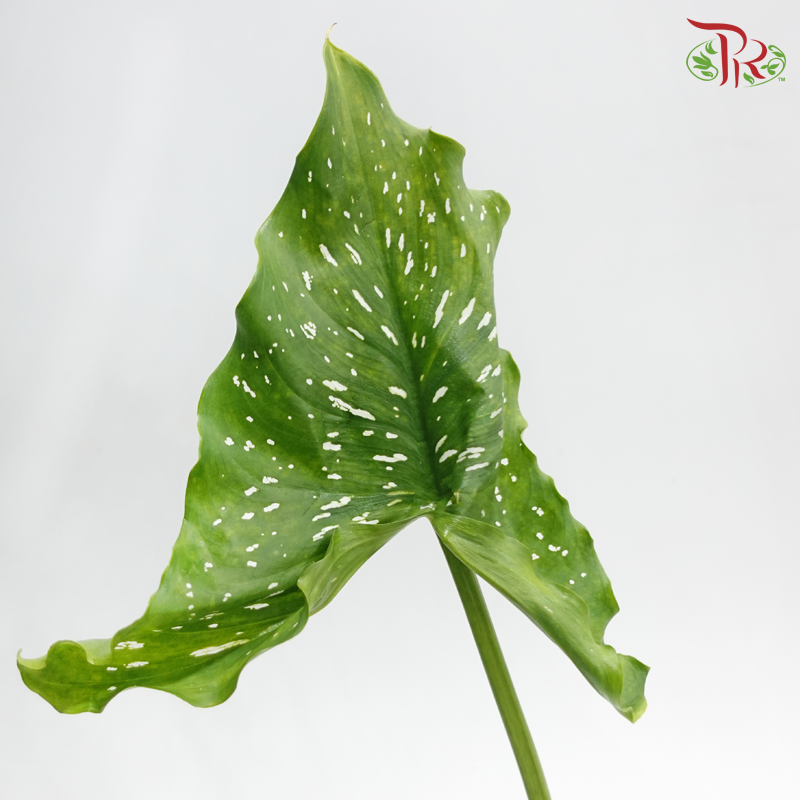 Calla Lily Leaf