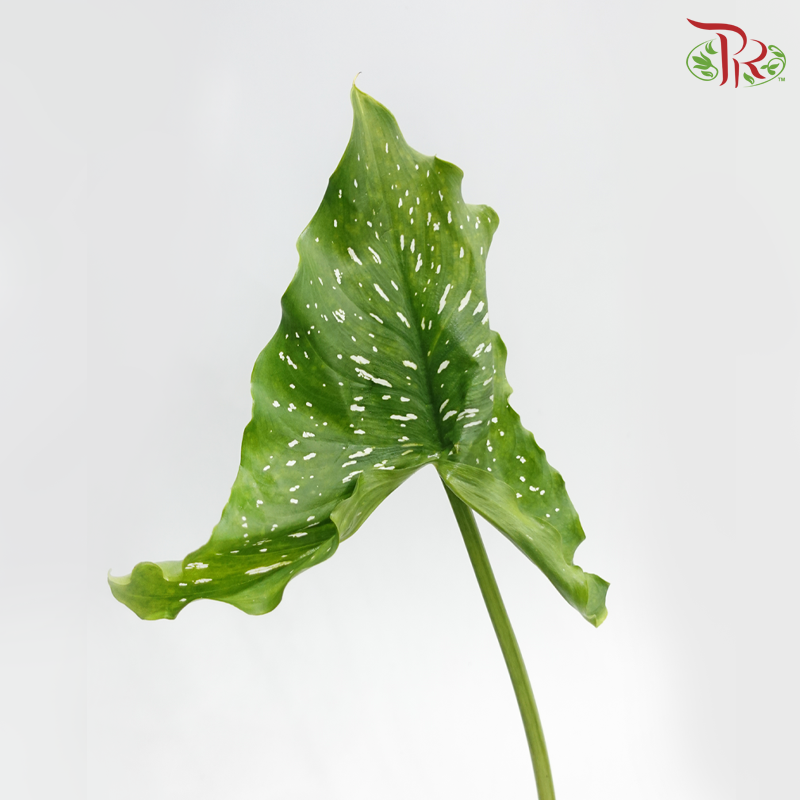 Calla Lily Leaf