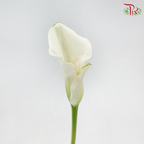 Calla Lily《海芋》