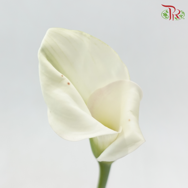 Calla Lily《海芋》