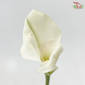 Calla Lily《海芋》