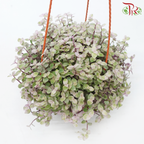 Callisia Pink Lady P150《彩虹怡心草》