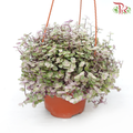 Callisia Pink Lady P150《彩虹怡心草》