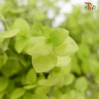 Callisia Gold 《黄金怡心草》