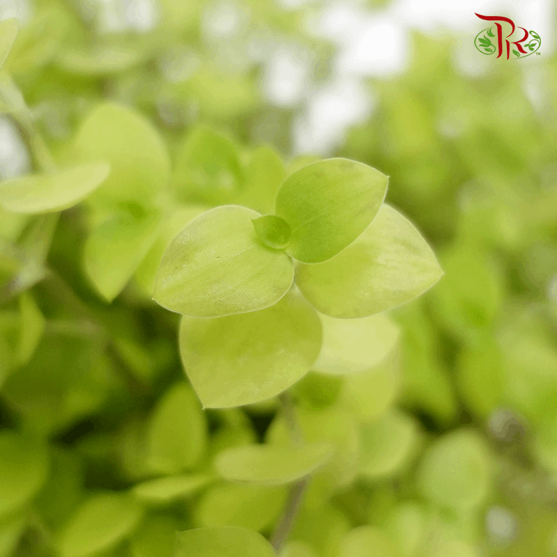 Callisia Gold 《黄金怡心草》