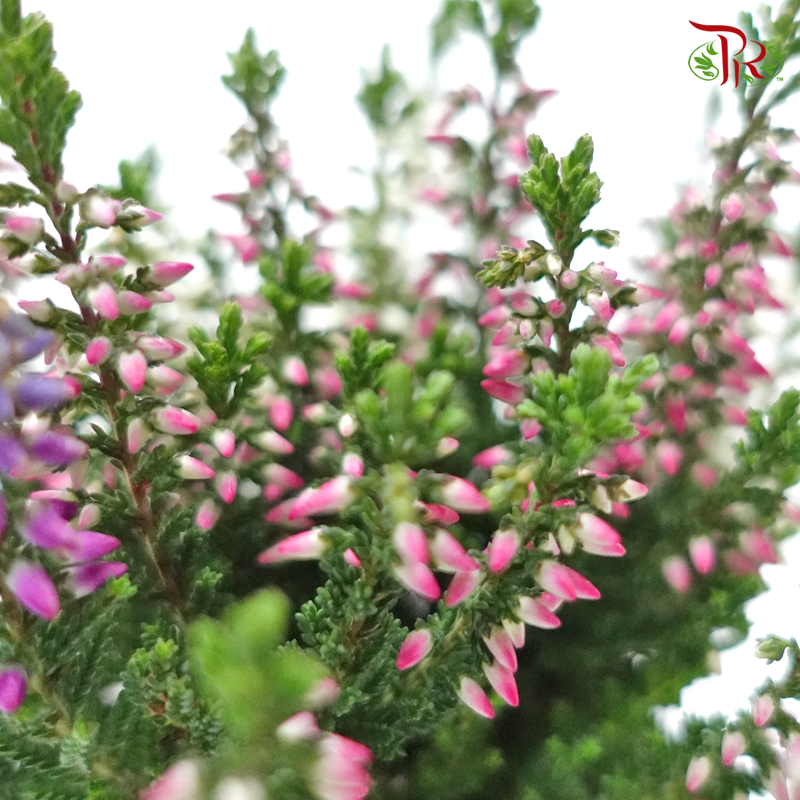 Calluna  《帚石楠》 - Pudu Ria Florist