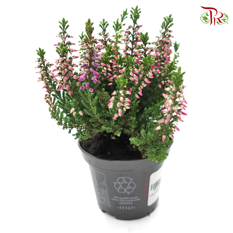Calluna  《帚石楠》 - Pudu Ria Florist