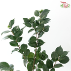 Camellia Leaf