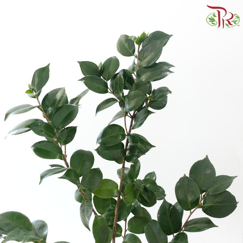 Camellia Leaf