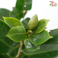 Camellia Leaf