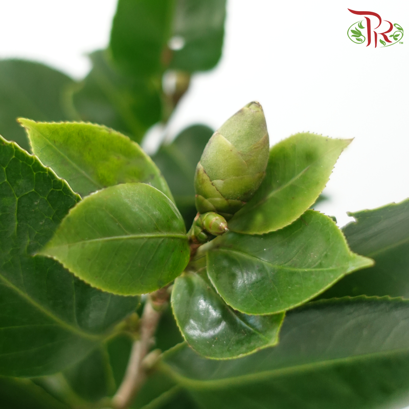 Camellia Leaf