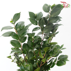 Camellia Leaf