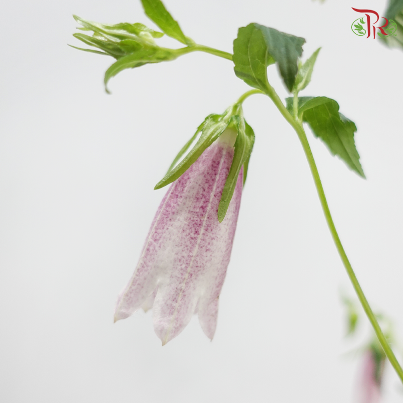Campanula《风铃草》