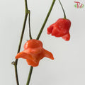 Campanula Chilly