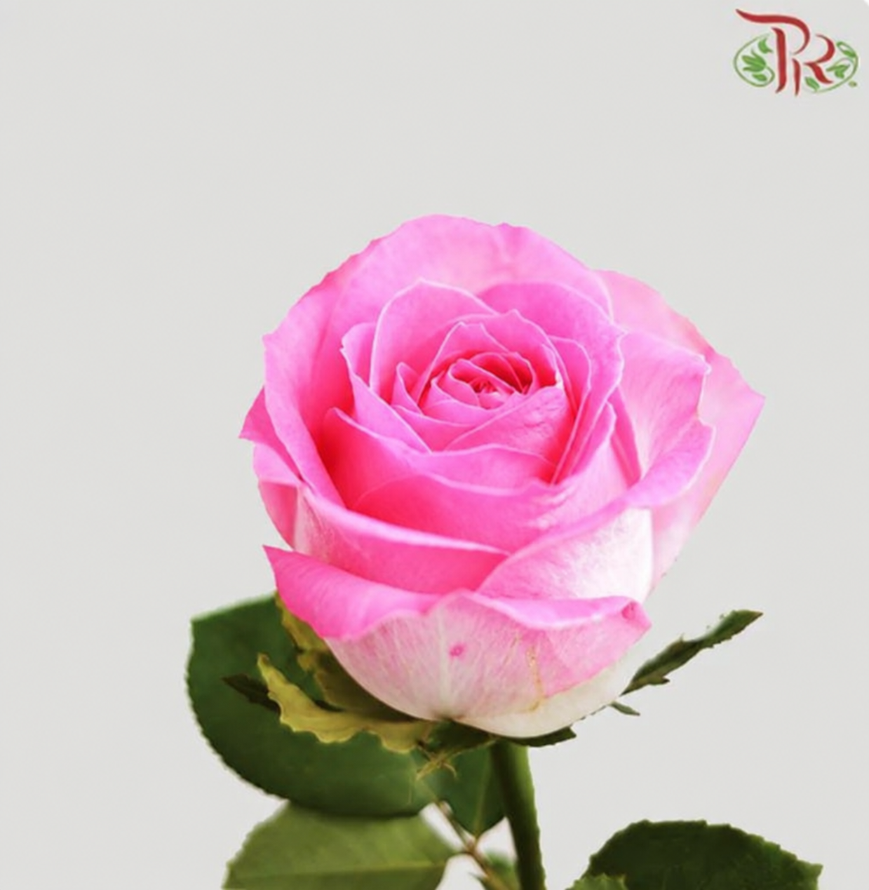 Rose 《玫瑰》