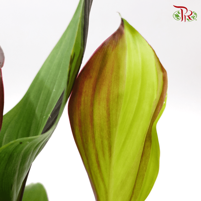 Canna Cleopatra 《鸳鸯美人蕉》 - Pudu Ria Florist