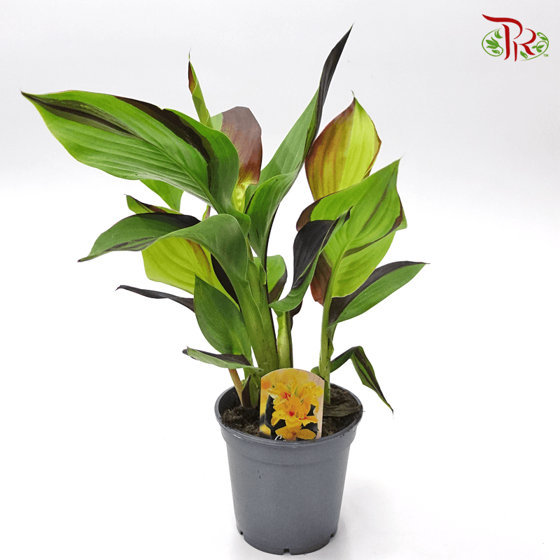 Canna Cleopatra 《鸳鸯美人蕉》 - Pudu Ria Florist