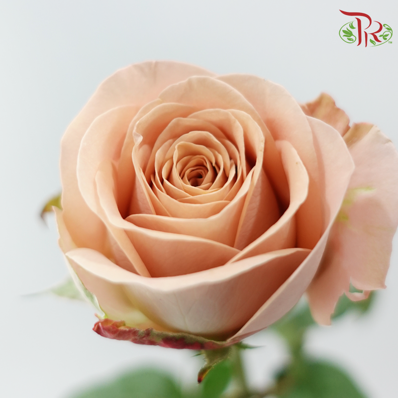Rose AA