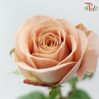 Rose AA